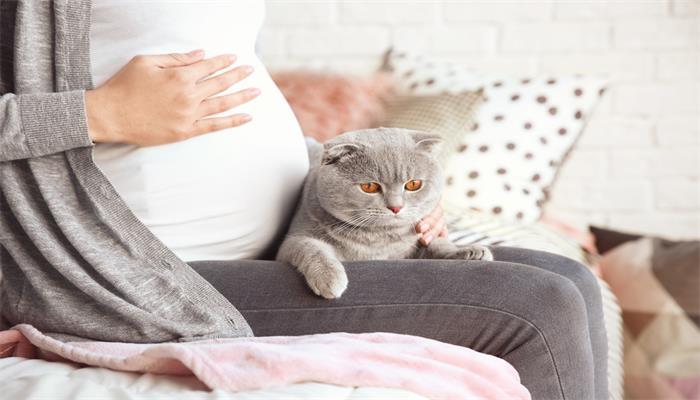 梦见家里的猫怀孕了，是什么预示？梦境解析与意义探讨-图3