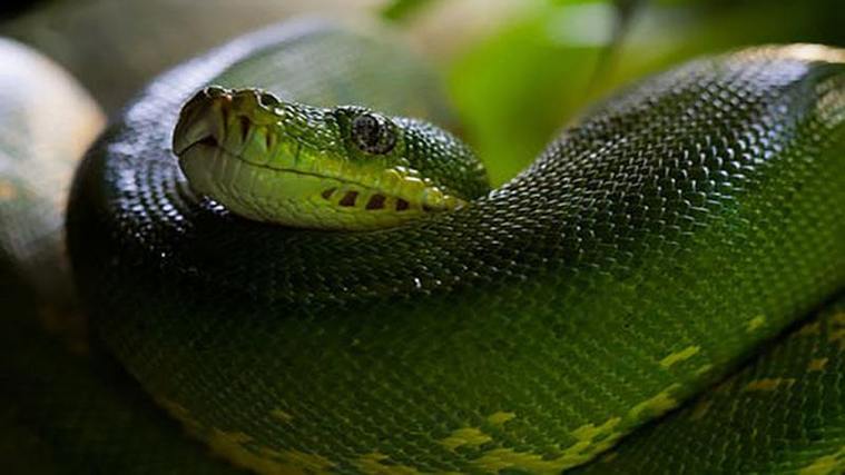 梦见家里有大绿蛇是什么意思？解梦知识详解-图2