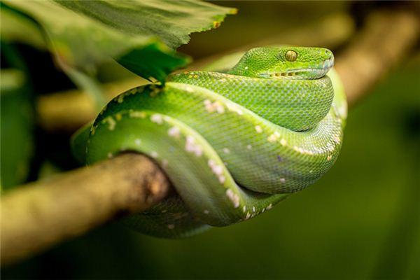 梦见家里有大绿蛇是什么意思？解梦知识详解-图3