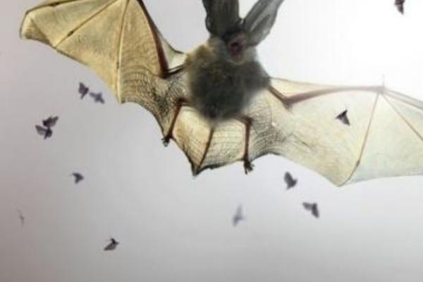 梦见蝙蝠要飞进家里：解梦与象征意义-图2