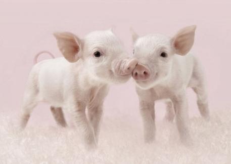 梦见家里有两只小猪-图2