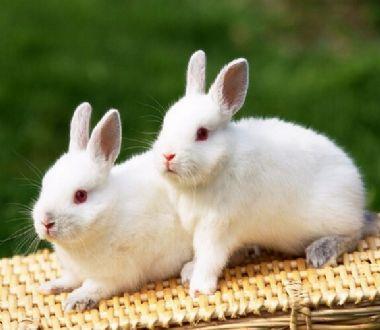 梦见两只白兔在家里，解梦知识详解与分析-图1