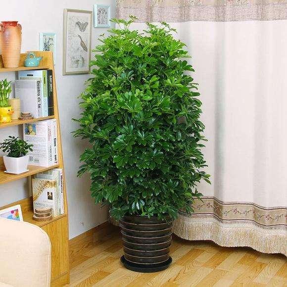 什么树能放在家里养吗？选择适合室内养护的盆栽植物-图2