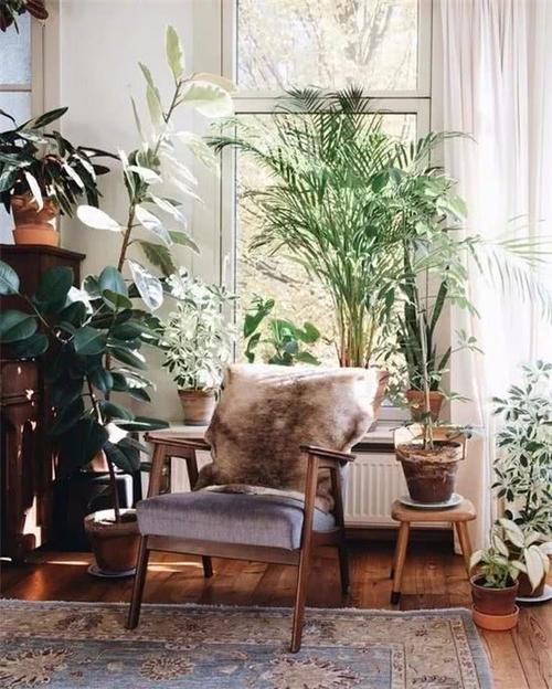 家里长什么植物好——打造宜居舒适的家居绿化环境-图2