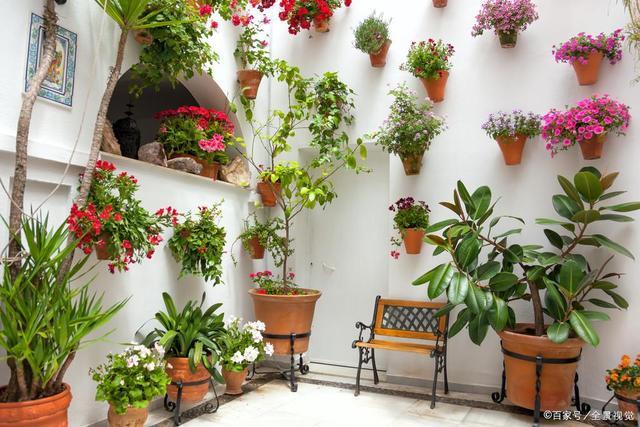 家里的阳台放什么植物？选择适合阳台的植物有哪些？-图3