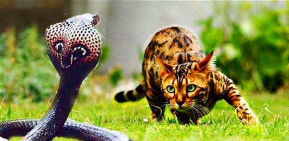 家里猫和蛇打架是什么意思？解梦知识揭秘-图2
