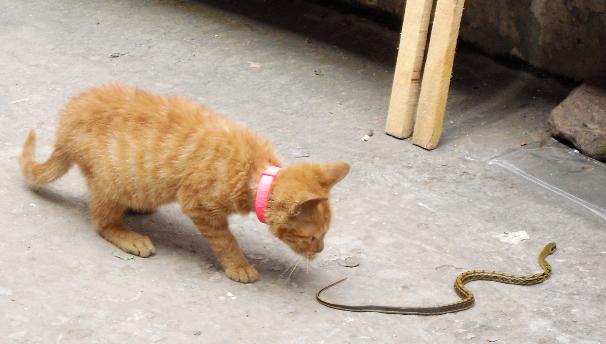 家里猫和蛇打架是什么意思？解梦知识揭秘-图3