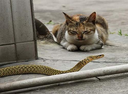 家里猫和蛇打架是什么意思？解梦知识揭秘-图1