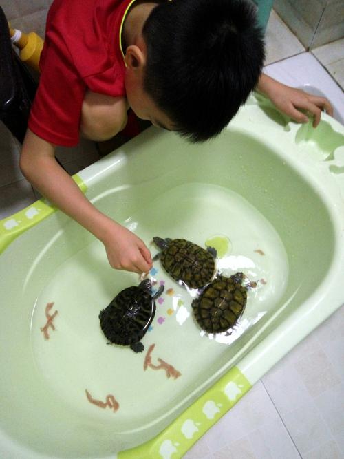 家里养的小乌龟怎么喂？如何科学饲养小乌龟？-图1