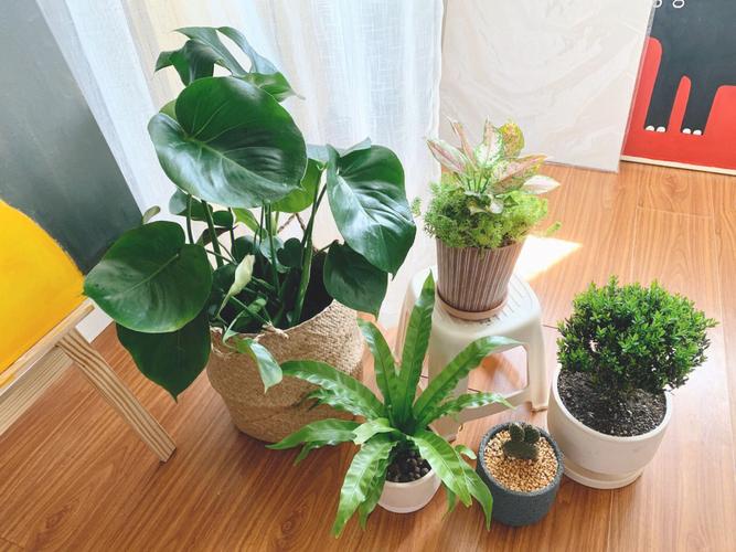 适合放在家里的小盆栽植物，给你的家带来自然的氛围-图1