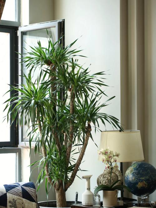 适合放在家里的小盆栽植物，给你的家带来自然的氛围-图3
