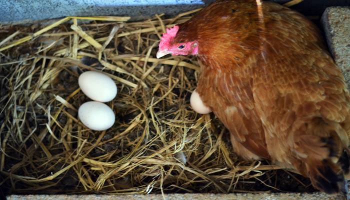 孕妇梦见鸡在家里下蛋：解梦知识与意义-图2