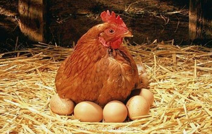 孕妇梦见鸡在家里下蛋：解梦知识与意义-图3