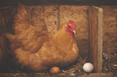 孕妇梦见鸡在家里下蛋：解梦知识与意义-图1