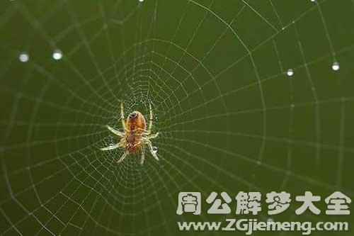 为什么家里老出现蜘蛛网？如何解梦蜘蛛网的意义和预示？-图3