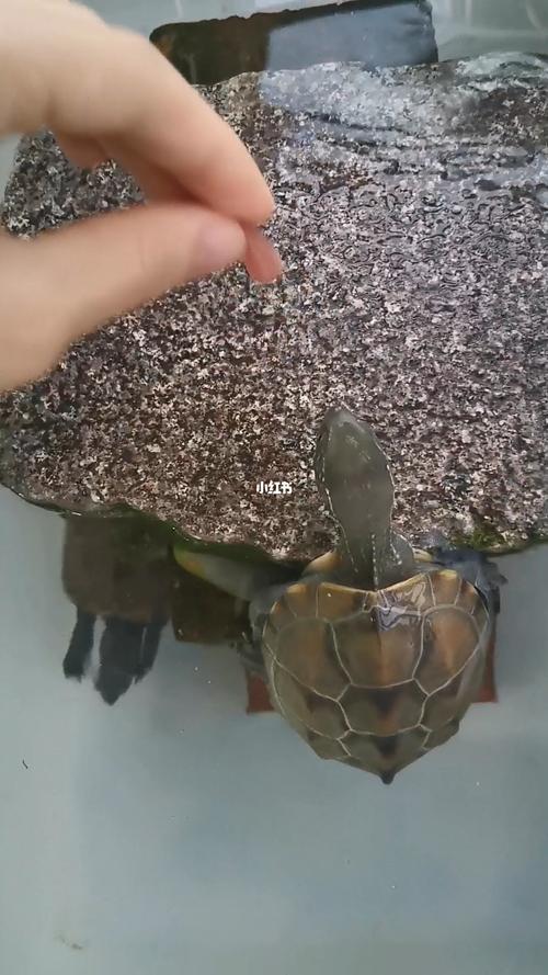 家里养的小乌龟怎么喂食-图2