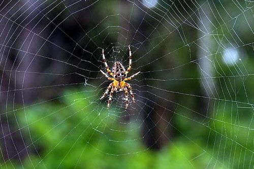 家里总是有蜘蛛网——解梦知识详解及相关解读-图3