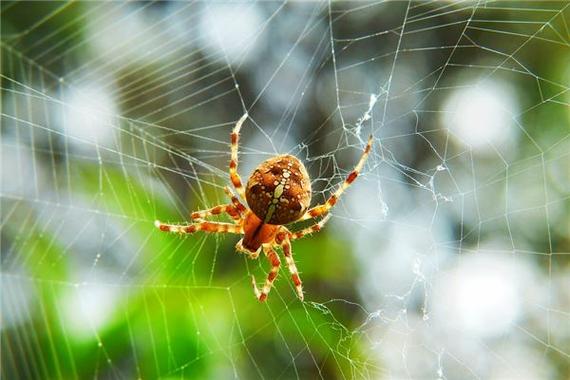 家里总是有蜘蛛网——解梦知识详解及相关解读-图2
