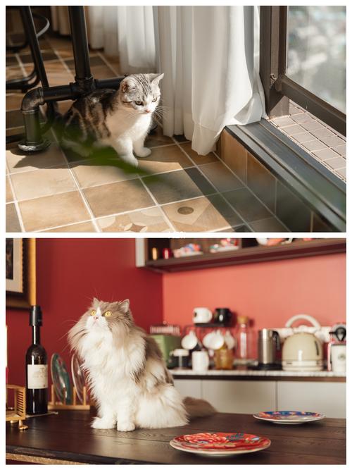 猫一直养在家里好不好？探讨猫咪在家居环境中的益处与考量-图1