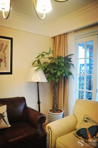 家里客厅摆什么植物好？打造健康舒适的家居环境-图1