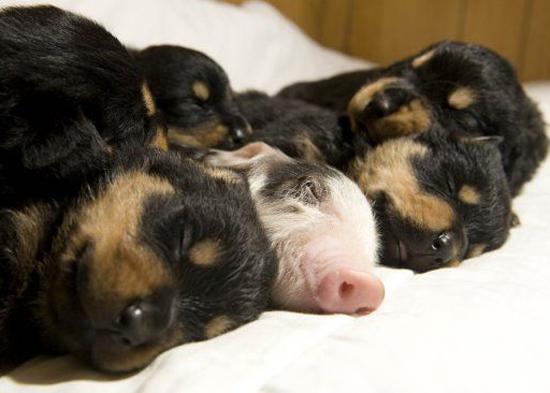 属猪的家里能养狗吗？ 解梦知识揭秘猪与狗的相容性-图3