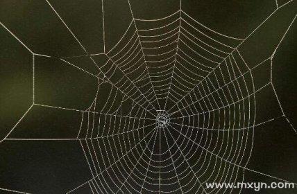 梦见家里有很多小蜘蛛网：解梦与象征意义-图3