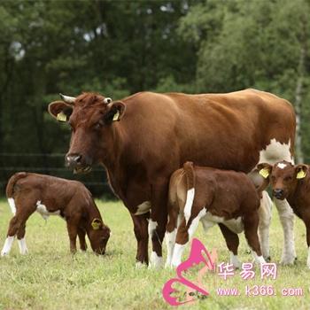 梦见家里养的母牛：象征财富与生育的预兆-图1