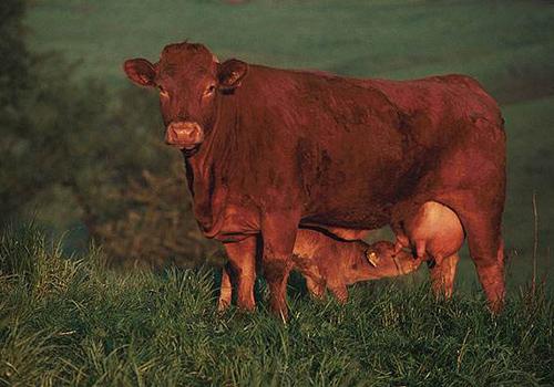 梦见家里养的母牛：象征财富与生育的预兆-图3
