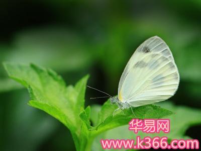 解梦：梦见白色蝴蝶在家里，意味着什么？-图1