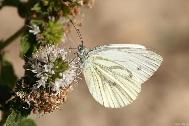 解梦：梦见白色蝴蝶在家里，意味着什么？-图2