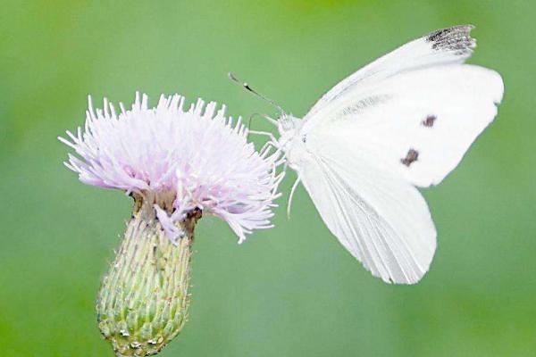 梦见家里有白色蝴蝶：预示着幸福和美好的变化-图1
