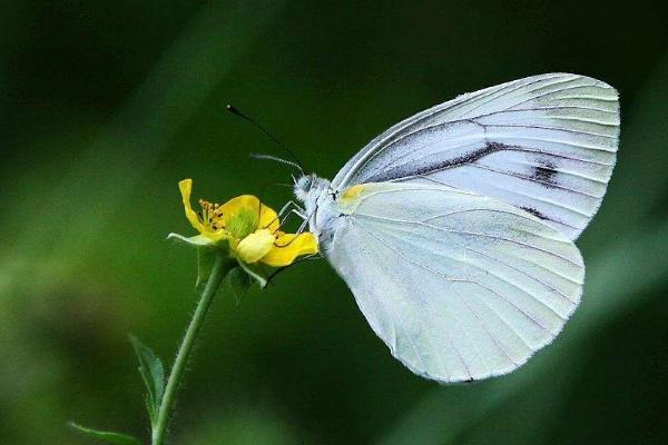梦见家里有白色蝴蝶：预示着幸福和美好的变化-图2