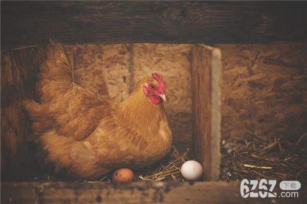 梦见有几只鸡进家里来，预示着什么？解梦知识详解-图3