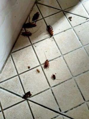 家里面特别是卧室有很多蟑螂是怎么回事？该怎么处理？-图2