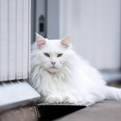 一般白色的猫是什么品种？-图3