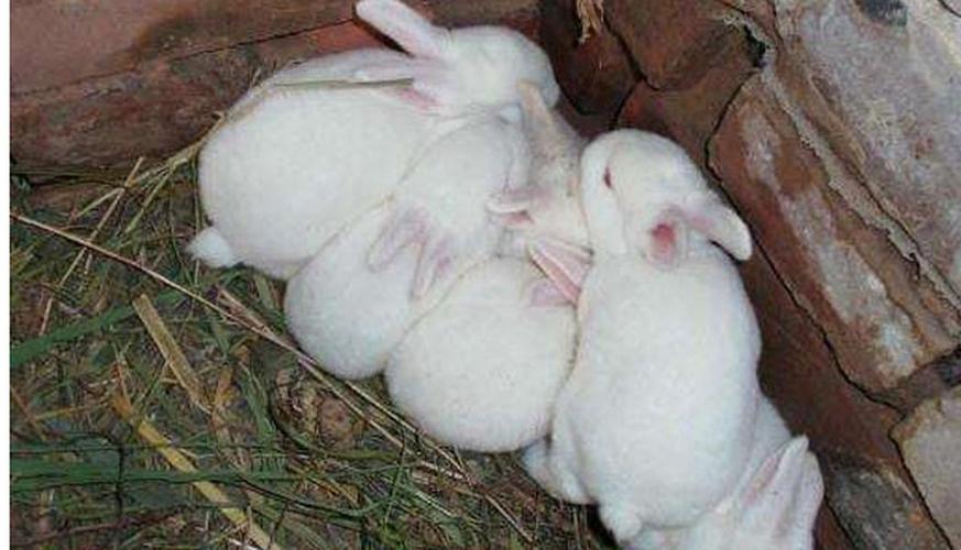 兔子一年有几胎？-图3