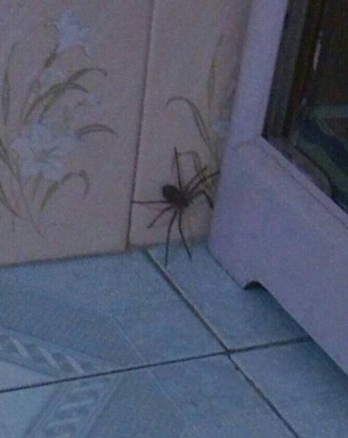 为什么家里突然多了很多蜘蛛,对人没事吧？-图1