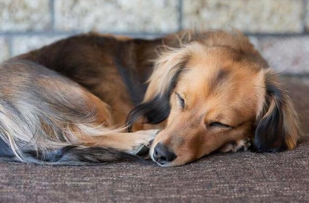狗狗睡觉时身体不时的抽动为什么？一个多月的？-图2