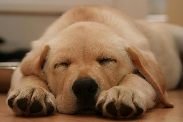 为什么狗狗会在自己睡的地方叫？-图1
