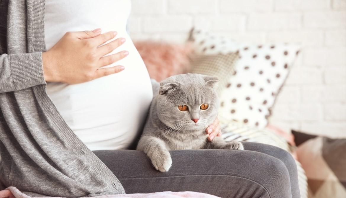 怀孕家里来猫预示什么？-图1