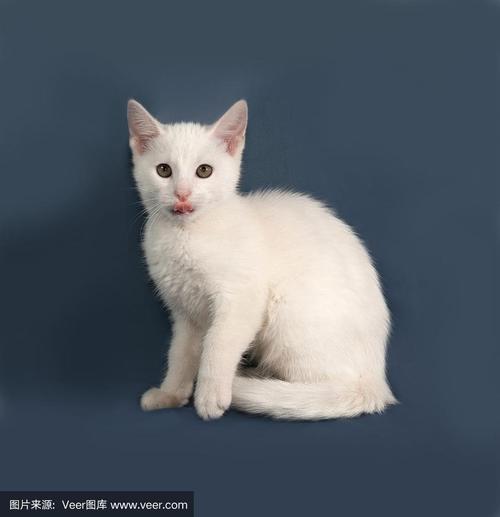 全白色猫是什么品种灰？-图3