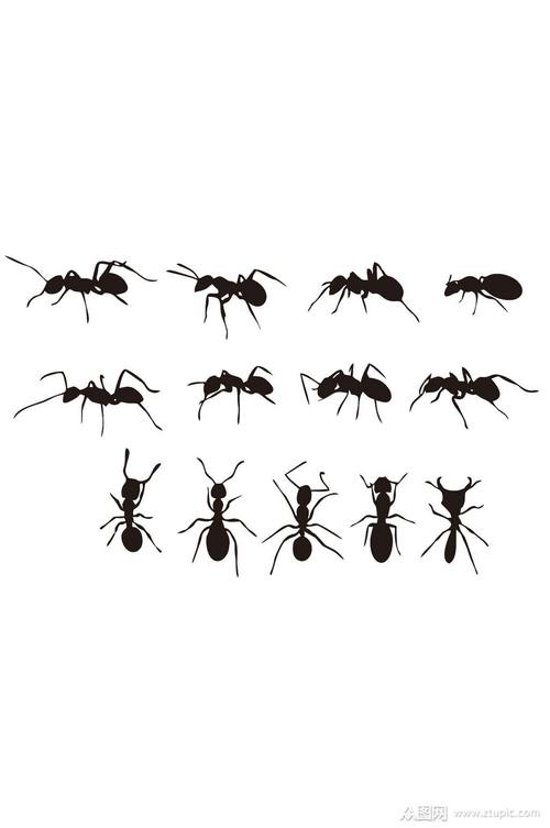 蚂蚁代表什么意思？-图1
