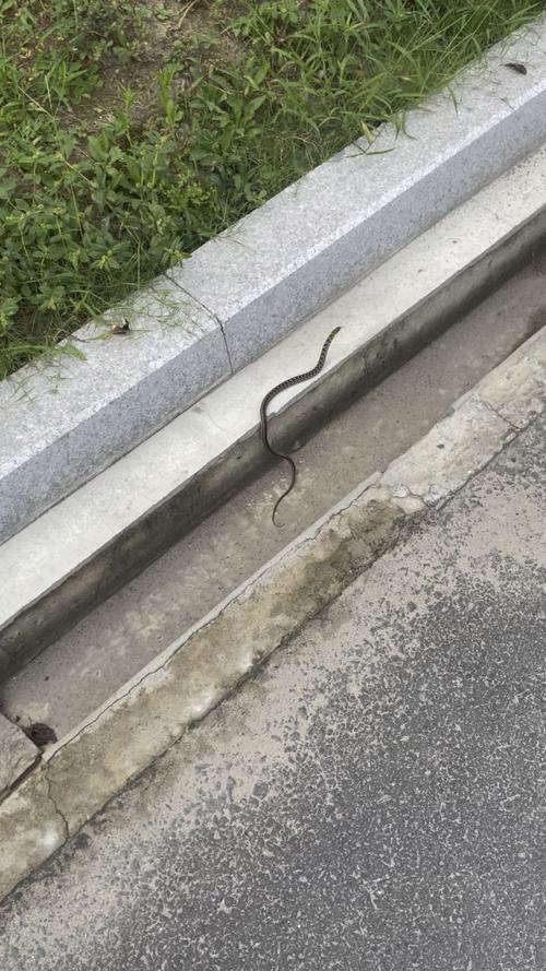 一条小蛇躺在我家三楼门口是么原因？-图1