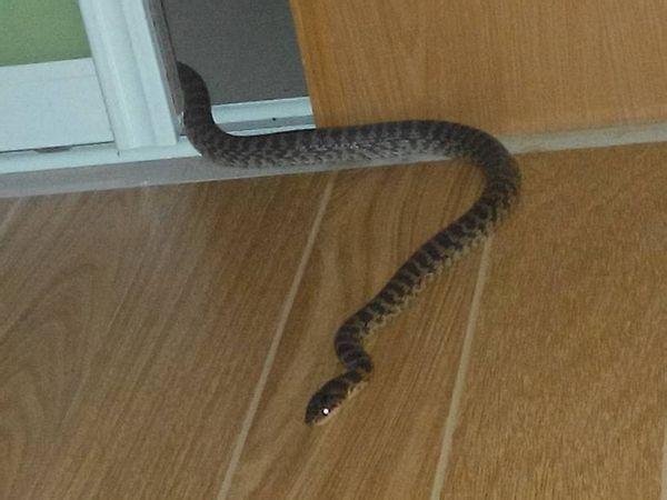 一条小蛇躺在我家三楼门口是么原因？-图2