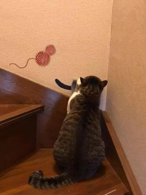 一只猫在墙上有什么寓意？-图1