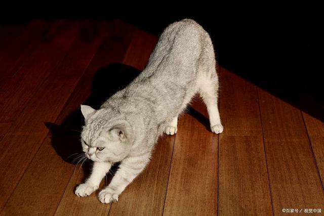 晚上遇到一只灰猫，一直翘着尾巴追着我跑，代表了什么。不是做梦？-图2