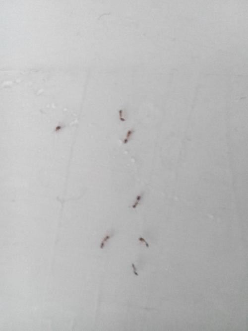 蚂蚁在墙上有规律的爬代表什么？-图2