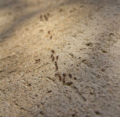 蚂蚁在墙上有规律的爬代表什么？-图1