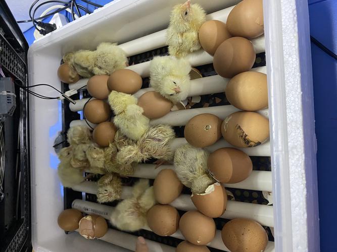 鸡蛋怎么用人工孵出小鸡？-图3