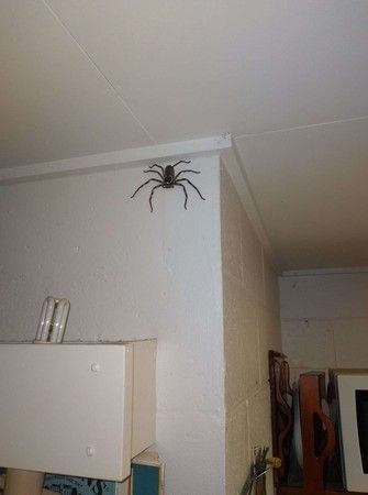 家里有蜘蛛是好事还是坏事？-图1